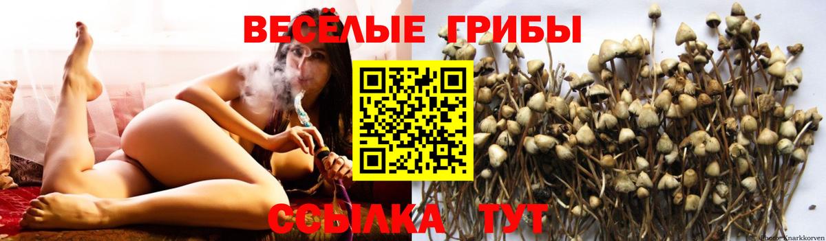 Псилоцибиновые грибы Cubensis Губкинский